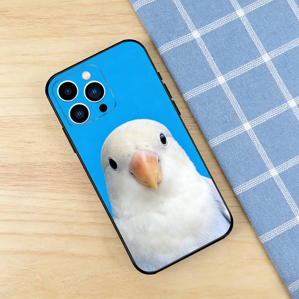 Funny Bird Photography Phone C - مراجعة Photography Quotes Funny وسعره