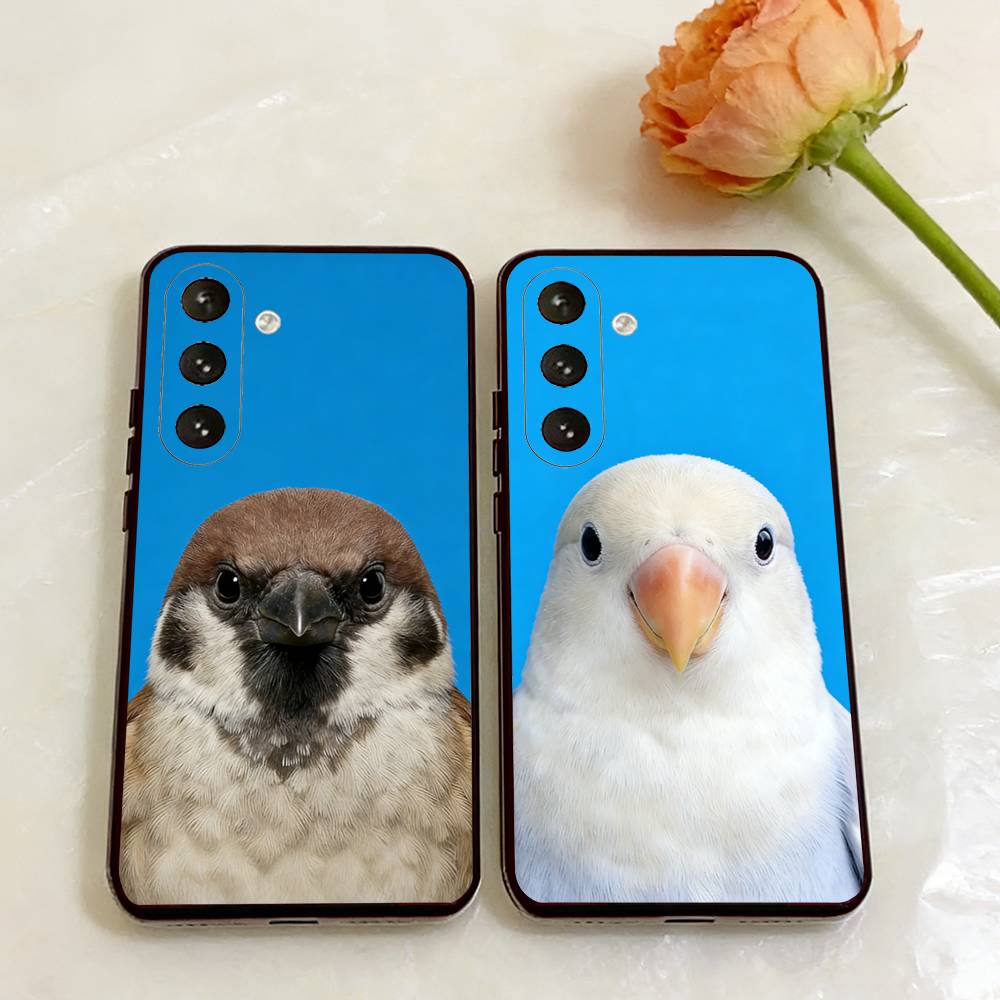 Funny Bird Photography Phone C - مراجعة Photography Quotes Funny وسعره